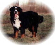 Balou-vom-Moosgrund