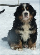 Casandro-1