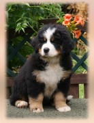 Halisha1