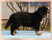 Ivano-2