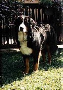 Bonni-1-d