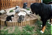 Angelo-Benjamin-Pauli-