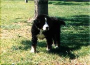Ambra5-