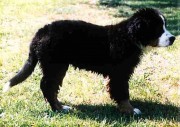 Ambra7-