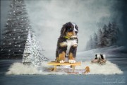 IMG7984b